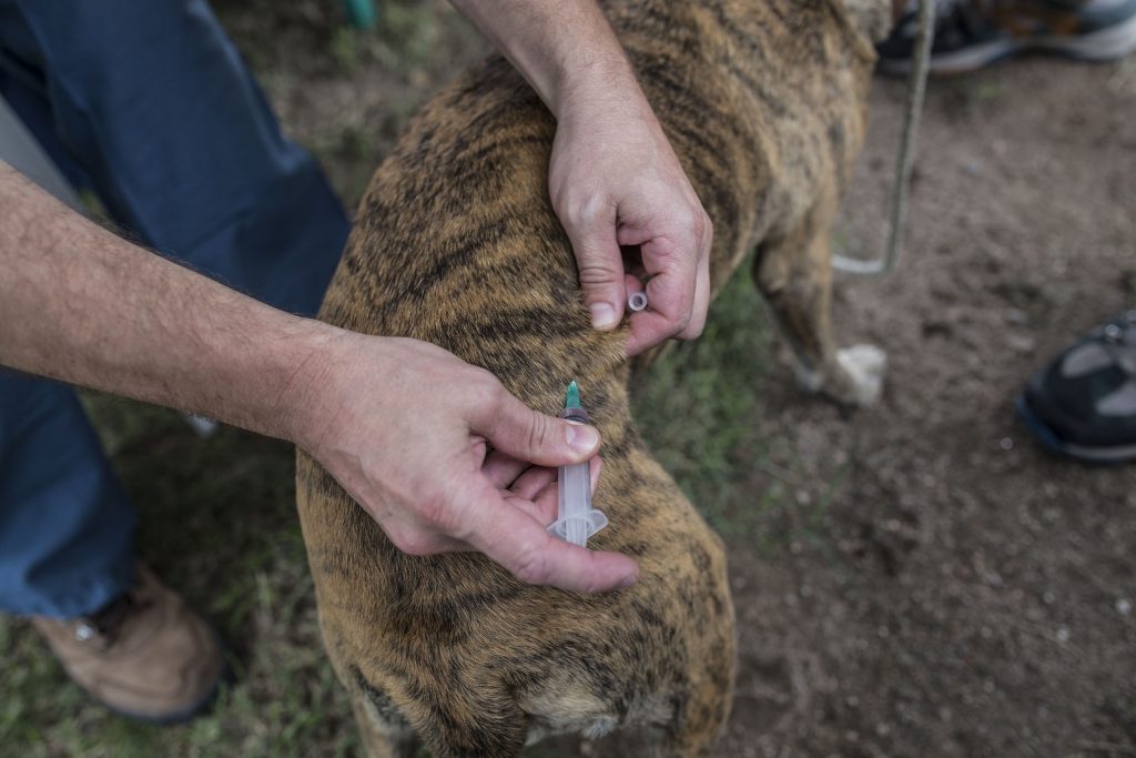 Por la campaña antirrábica se llevan vacunados un millar de animales.