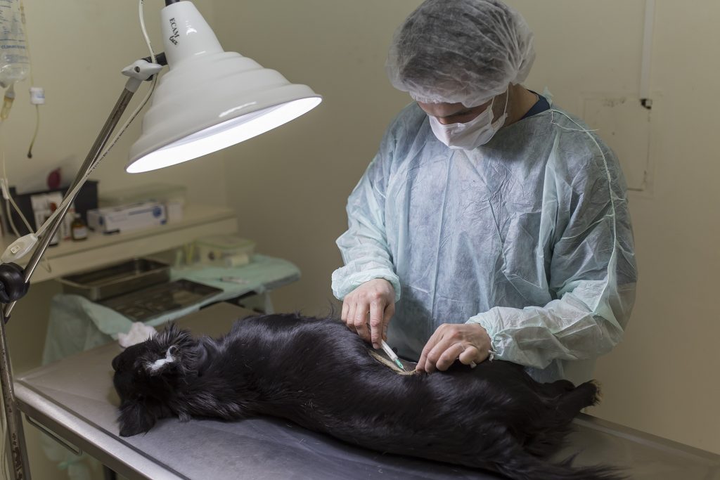 En febrero en el Centro de Salud Animal se castraron 113 mascotas.
