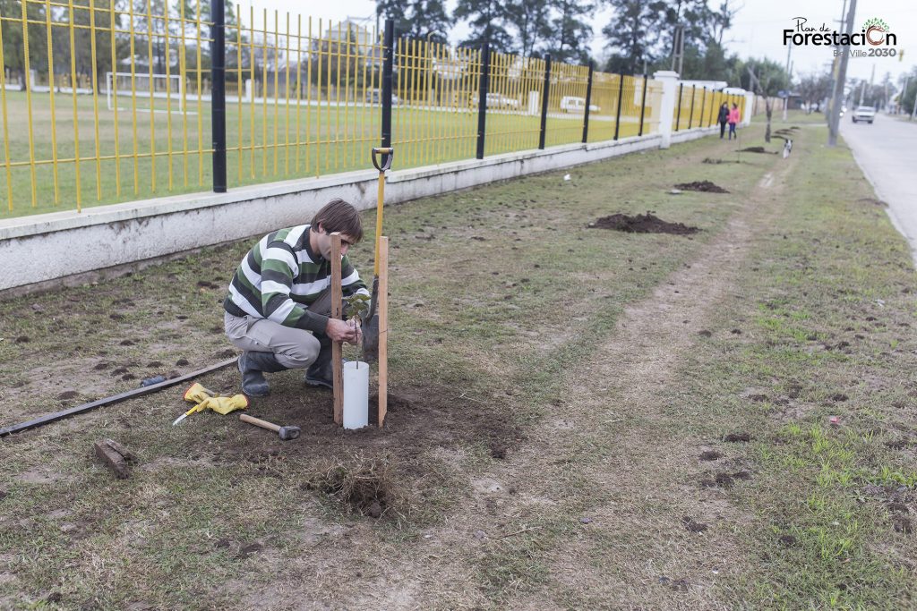 Reforestación en bulevar Ascasubi.