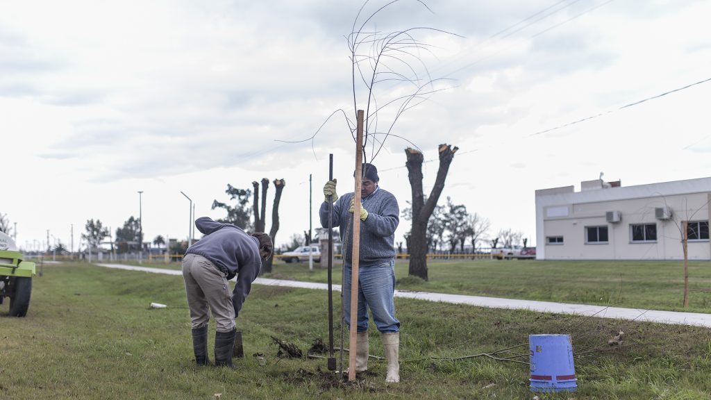 Culminó la plantación de árboles en la zona de la ciclovía de Ruta 3