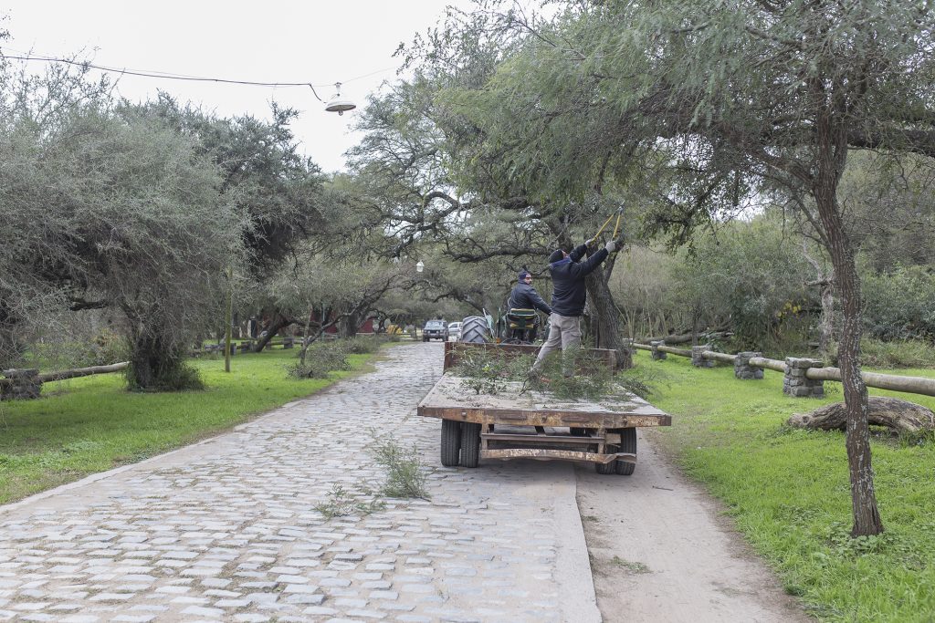 Poda correctiva en el Parque Tau.