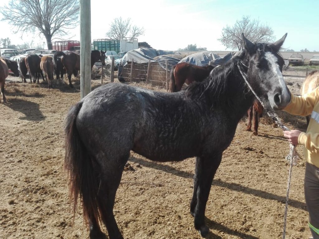 Secuestro de caballos en la vía pública.