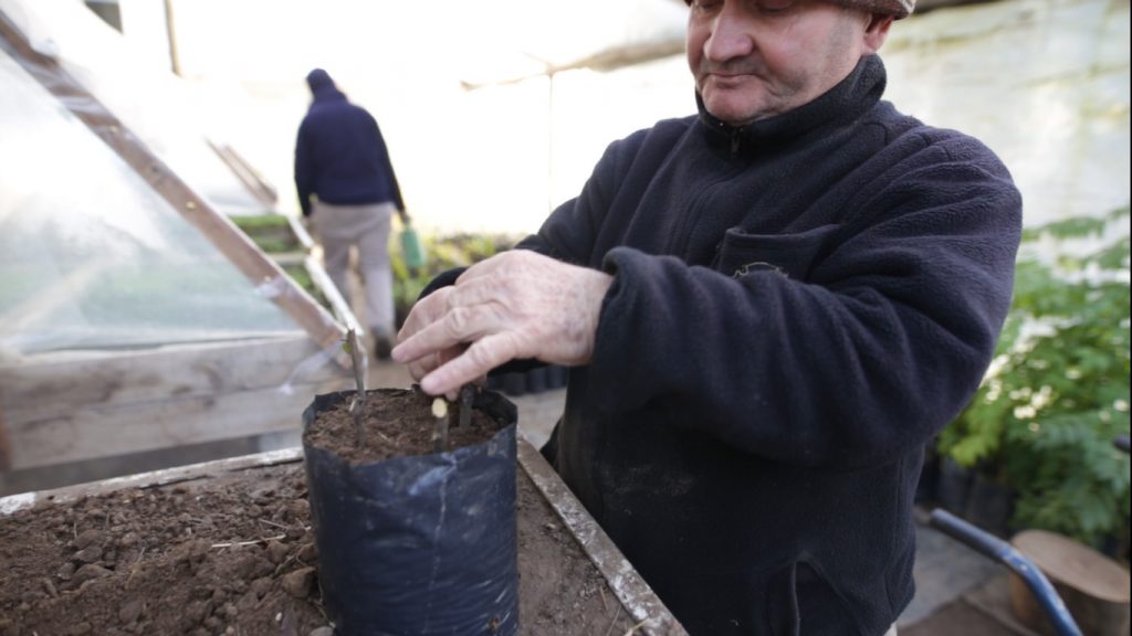 Primeros brotes de rosas en el Vivero Municipal