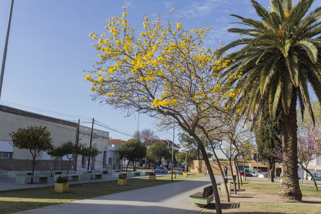 Los árboles de mi ciudad.