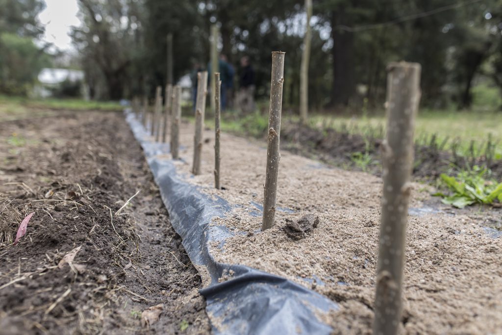 Trabajo conjunto con el INTA en el Vivero Municipal.