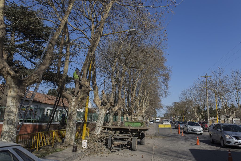 Poda correctiva en el arbolado urbano.