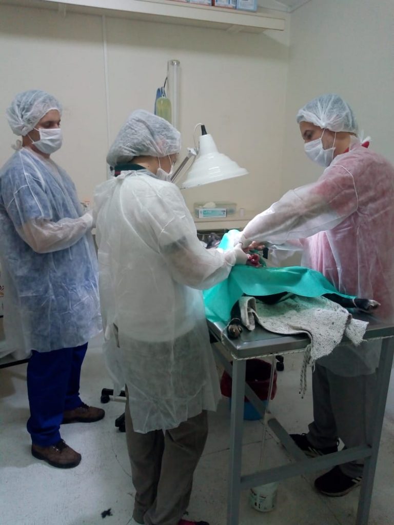 Pasantías de estudiantes en el área municipal de Salud Animal.