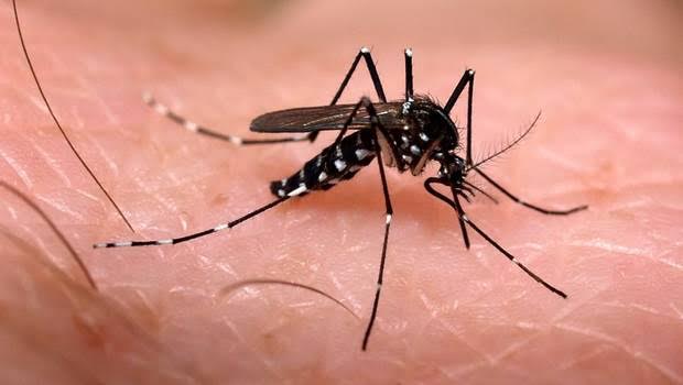 Prevenciones para evitar el mosquito transmisor del dengue.