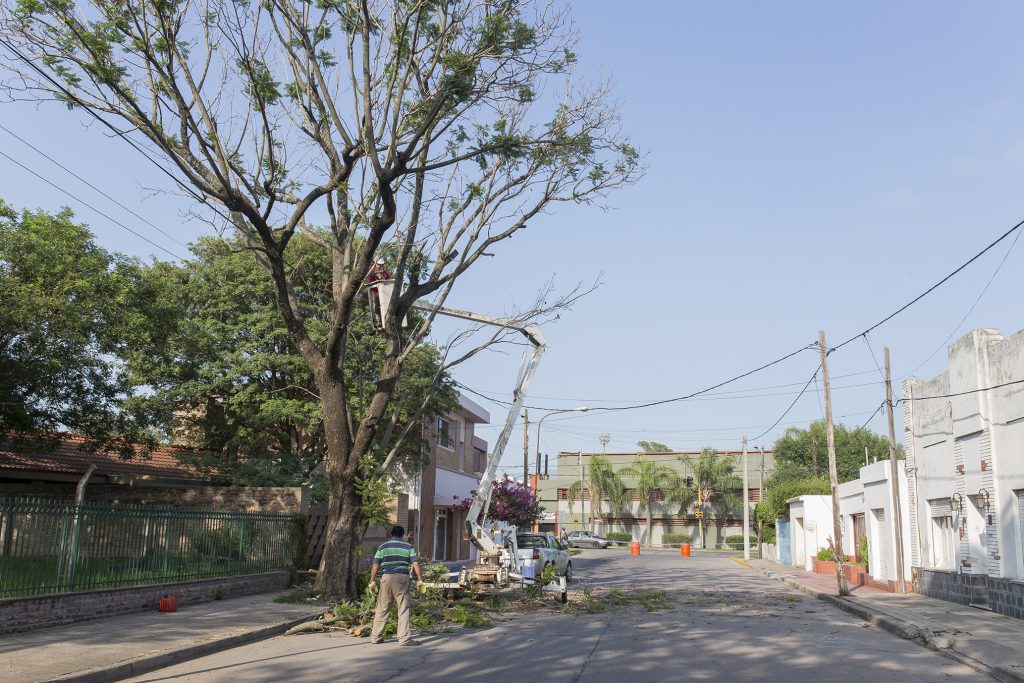 Comenzó la extracción de árboles sobre calle Intendente Colmano.