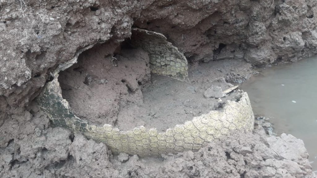 Encuentran restos fósiles de un gliptodonte en las barrancas del río