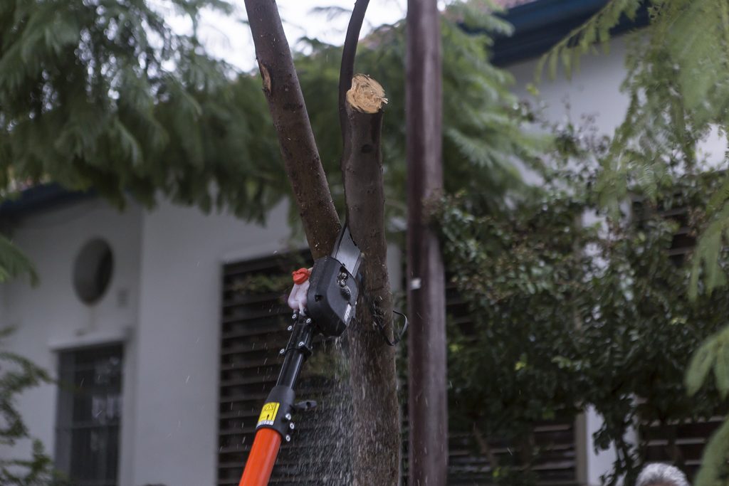 Se continúan labrando actas por poda no autorizada de arbolado urbano.