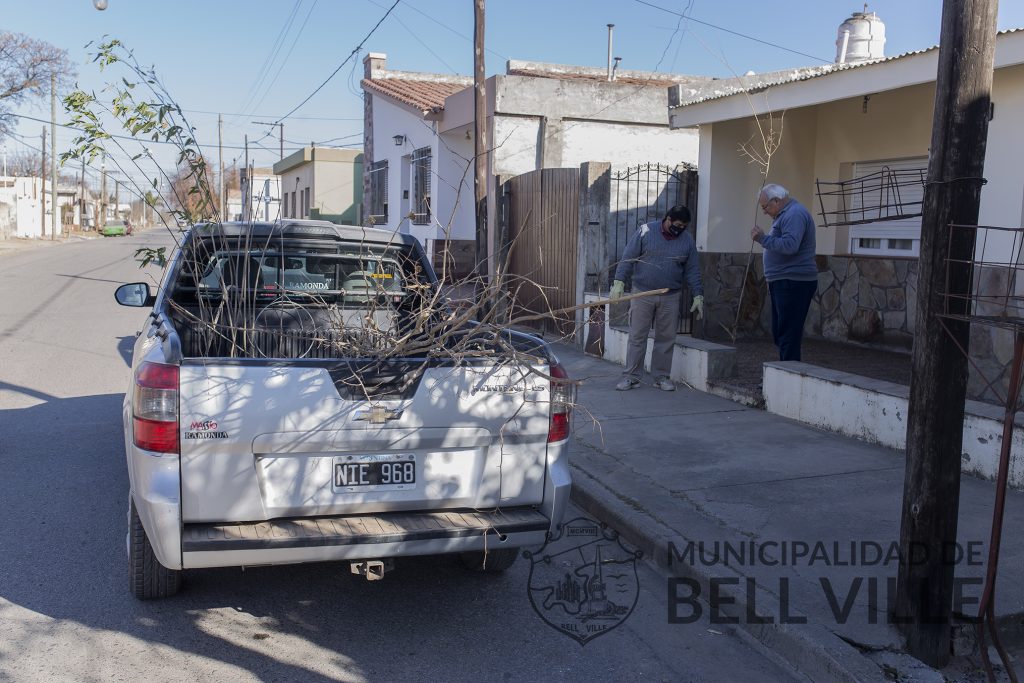 Desde hoy 59 ejemplares se suman al arbolado urbano.