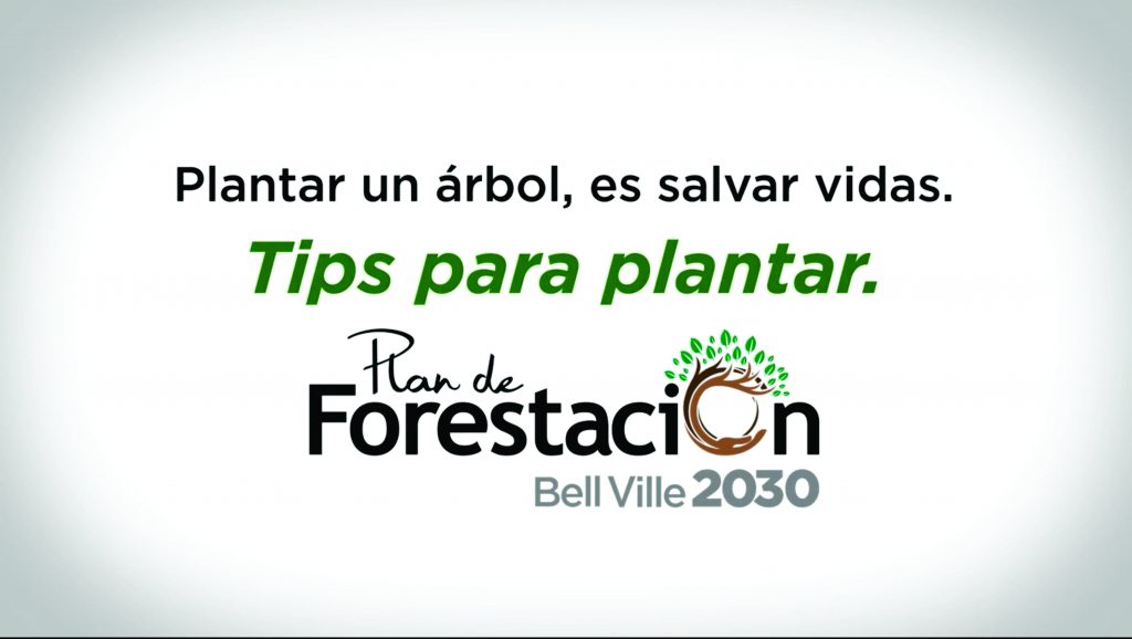 Desde 2019 se plantaron casi 20 árboles por día en la ciudad.