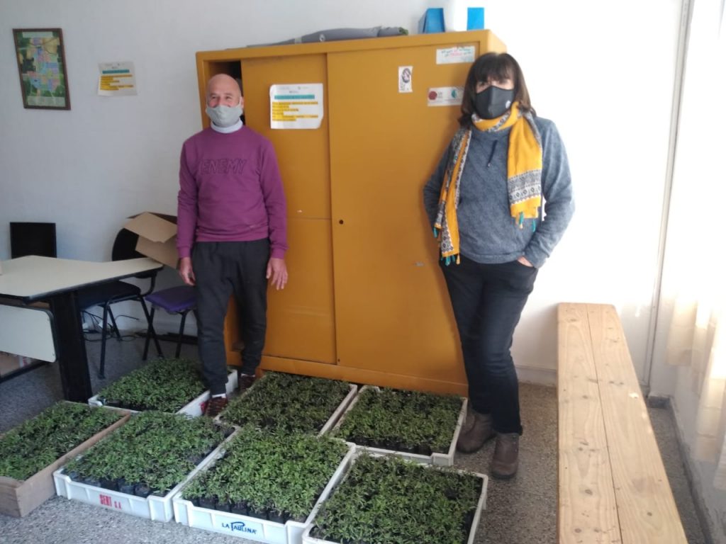 Para huertas familiares se entregaron plantines de tomates donados por un docente de la Ex Ena.