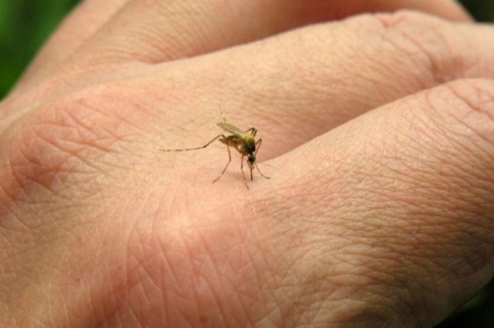 Nuevos consejos para prevenir el dengue en nuestras viviendas.