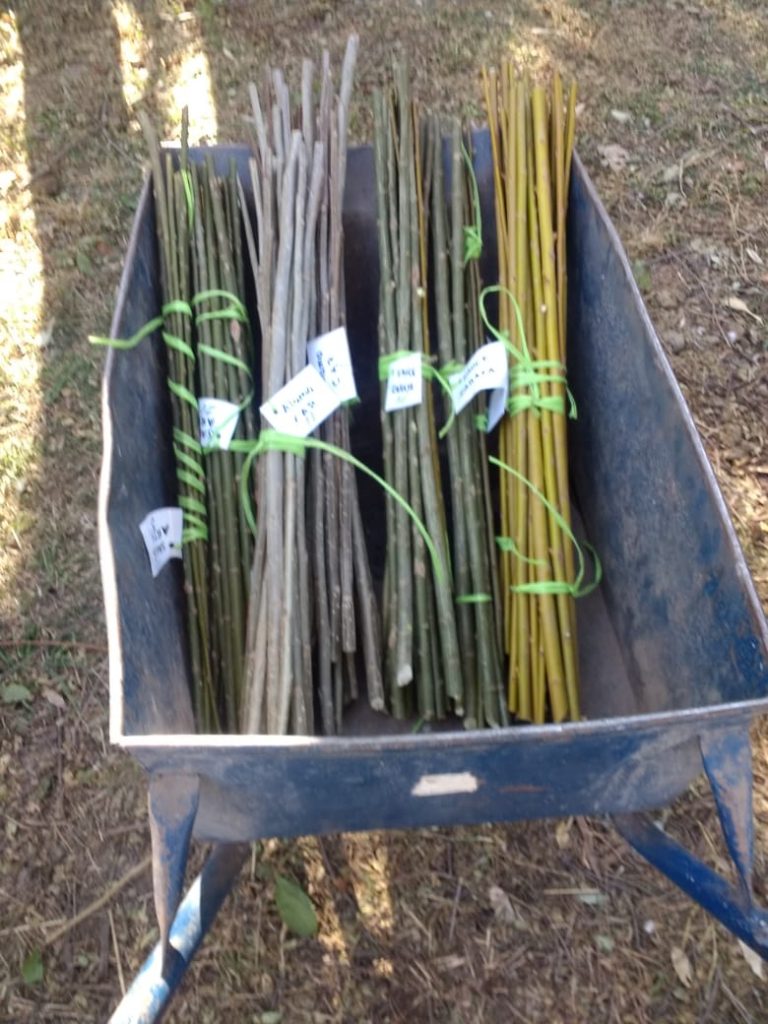 Trabajo entre el Vivero Municipal e INTA permitirá forestar la zona agropecuaria.