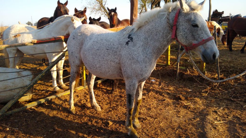 Ayer se secuestró un equino suelto en la vía pública y se retuvieron seis motocicletas.