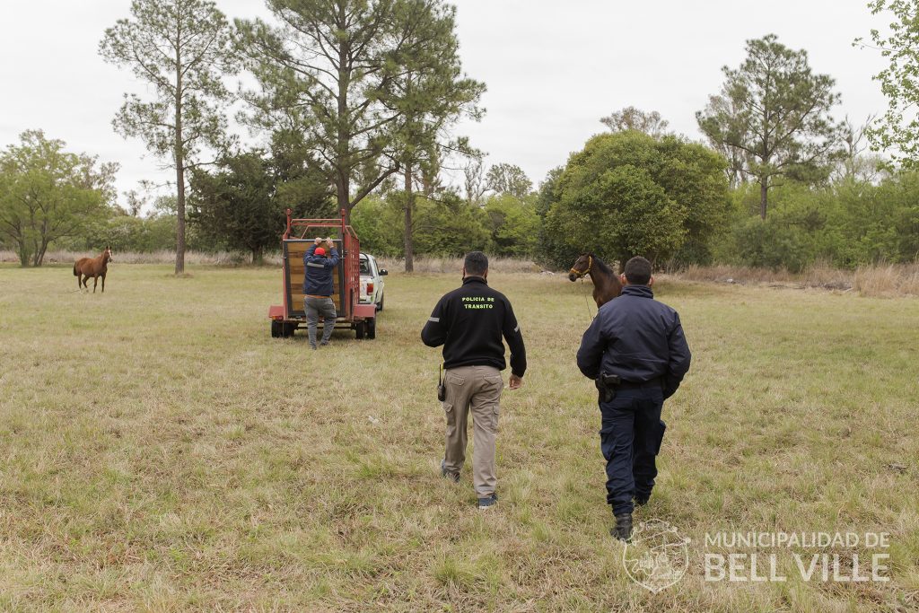 Se secuestraron caballos sueltos en el predio del Hospital Regional.