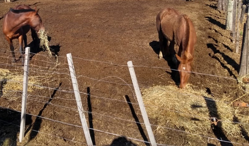 Procedimiento ante el secuestro de equinos sueltos en la vía pública.