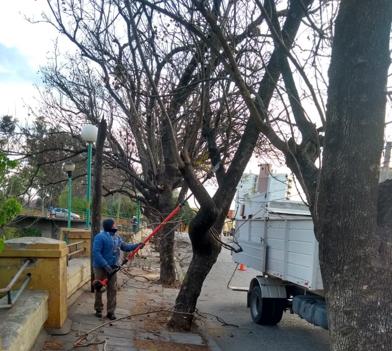 Se cumplen podas correctivas del arbolado urbano.