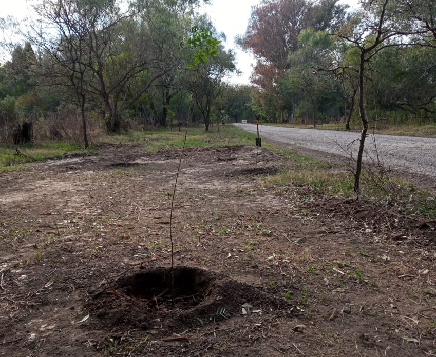 Se plantaron cactáceas y arbustivas en el Parque Tau