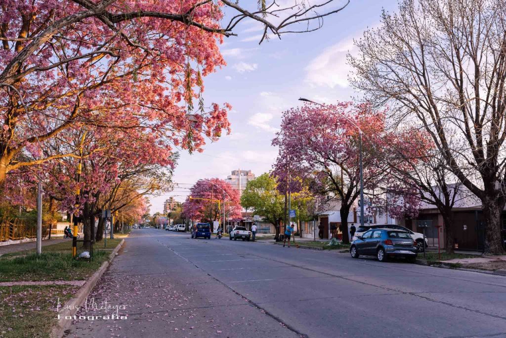 Día de la Paz, de la Primavera y del Estudiante