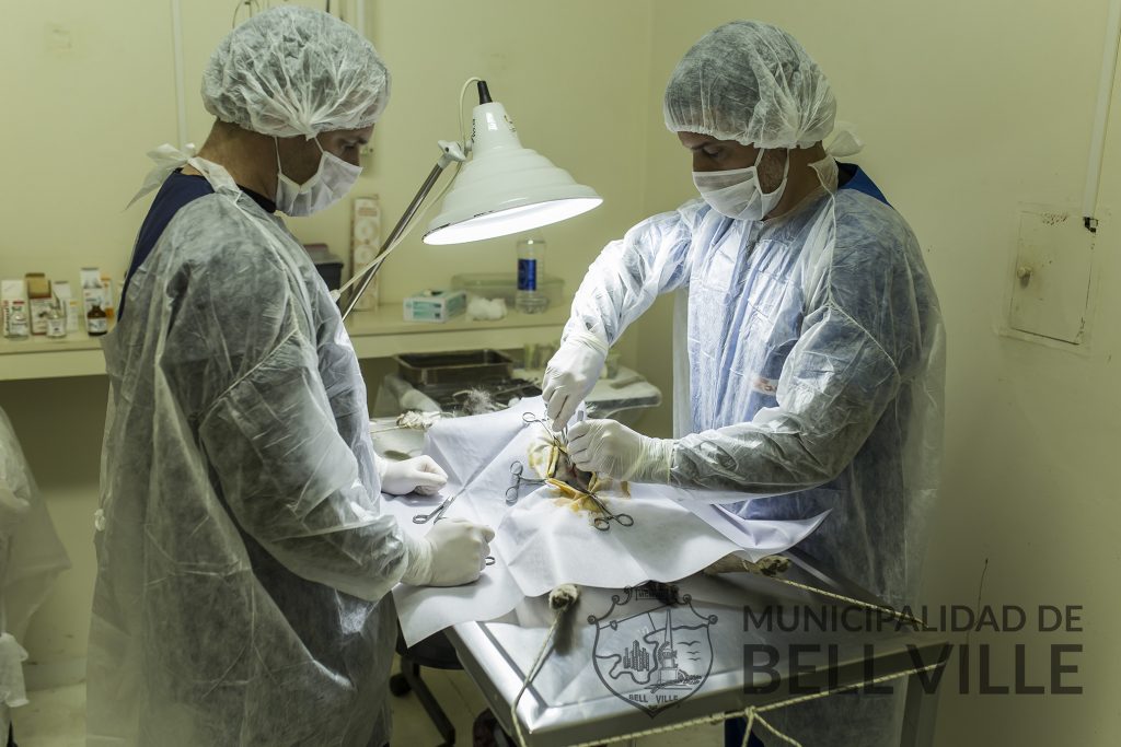 En agosto se castraron 105 perros y gatos en el Centro de Salud Animal.