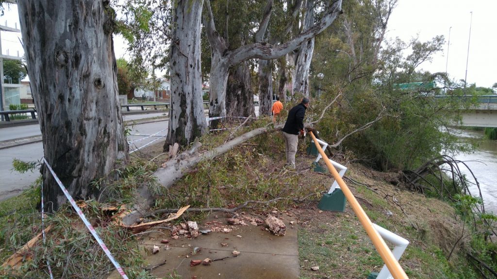 El fuerte viento de ayer solo afectó al arbolado urbano