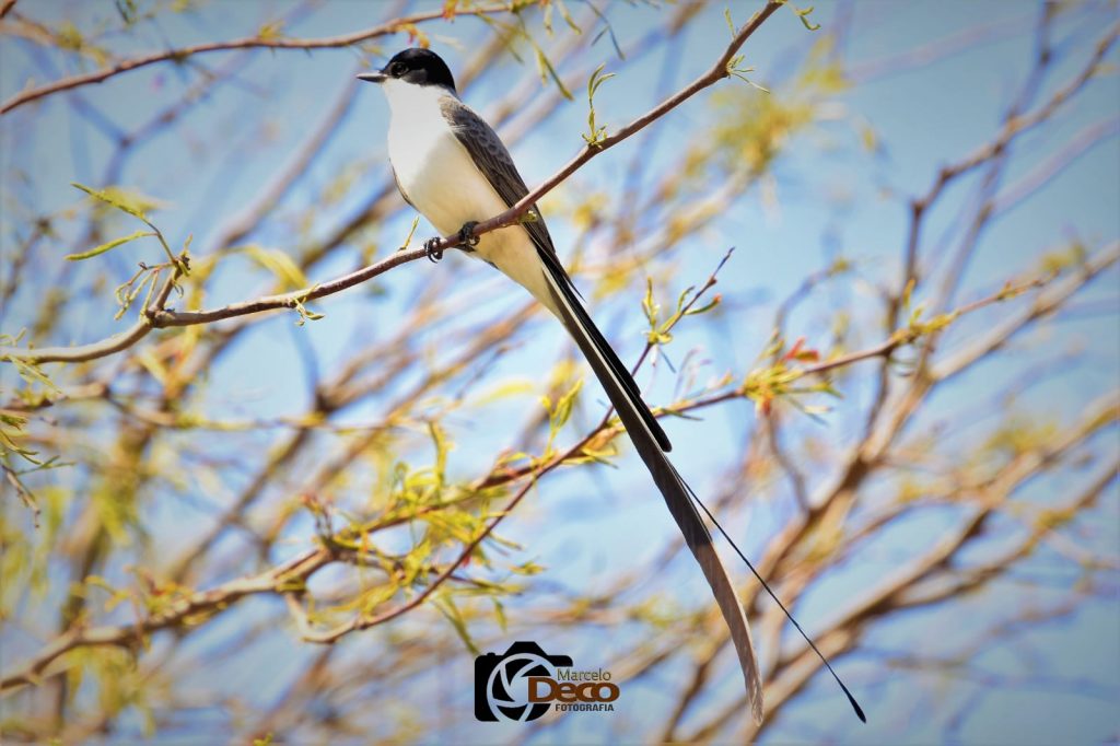 Las aves migratorias están llegando al Parque Tau
