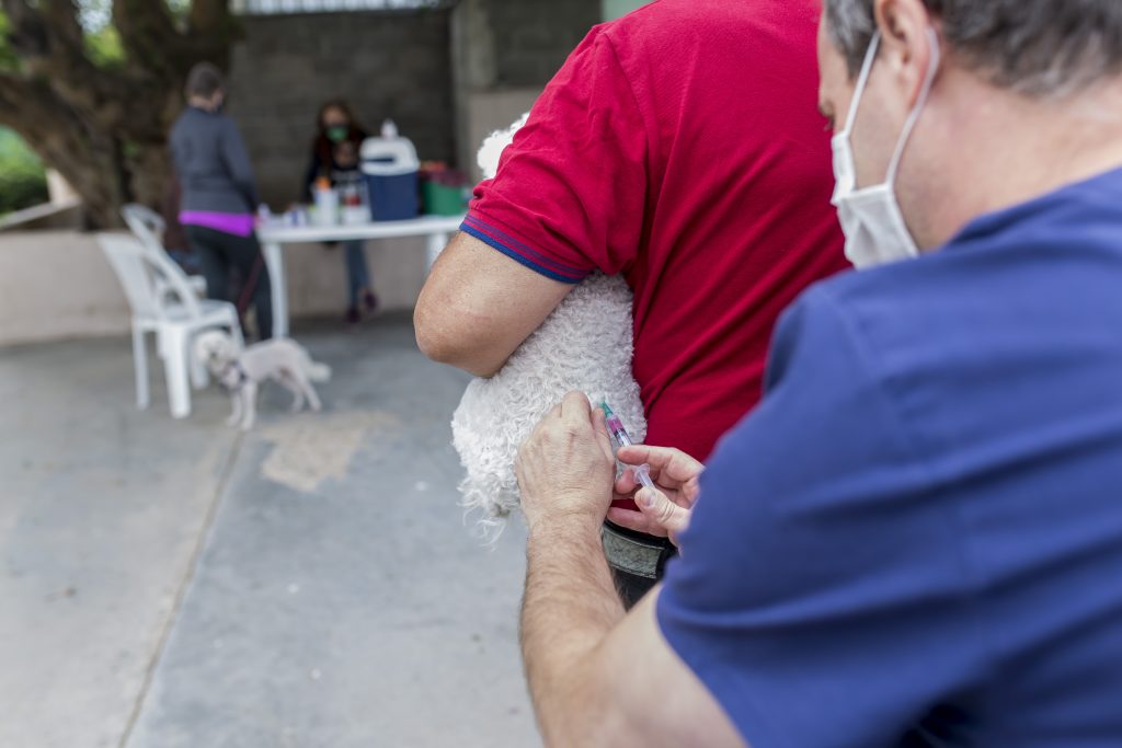 La semana próxima continúa la vacunación antirrábica