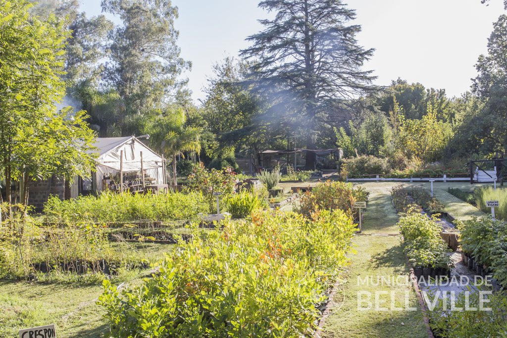 Hay disponibles árboles para frentes de viviendas
