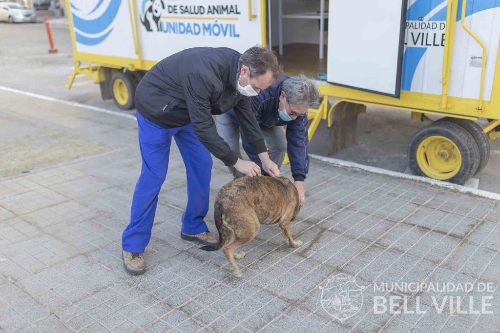 Exitosa vacunación antirrábica en la ciudad