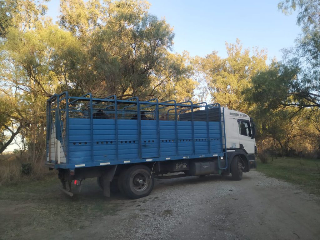 Seis caballos rescatados, de los cuales dos presentaban deterioros en su salud