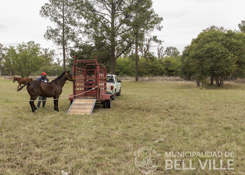 Cuatro caballos hallados en la vía pública fueron rescatados