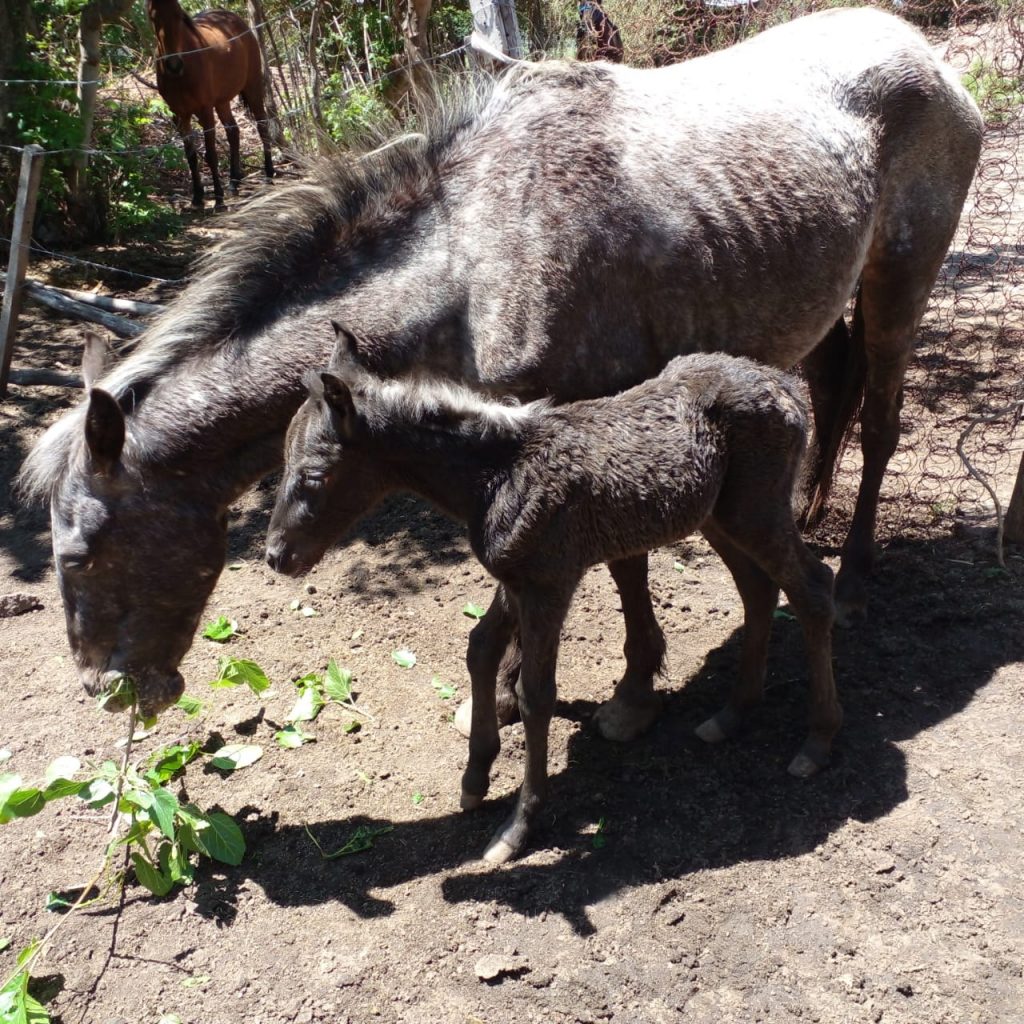 Detrás de cada equino recuperado, surgen historias que descubre la Fundación que los recibe