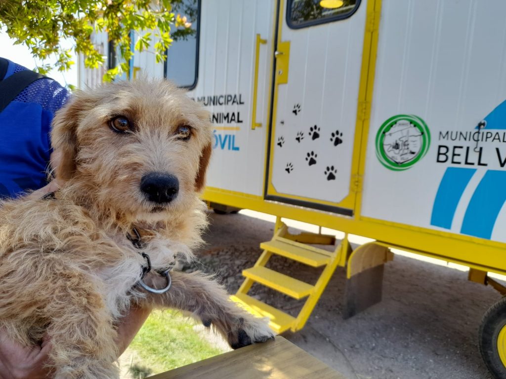 El año pasado, las castraciones de perros y gatos llegaron a 2.160