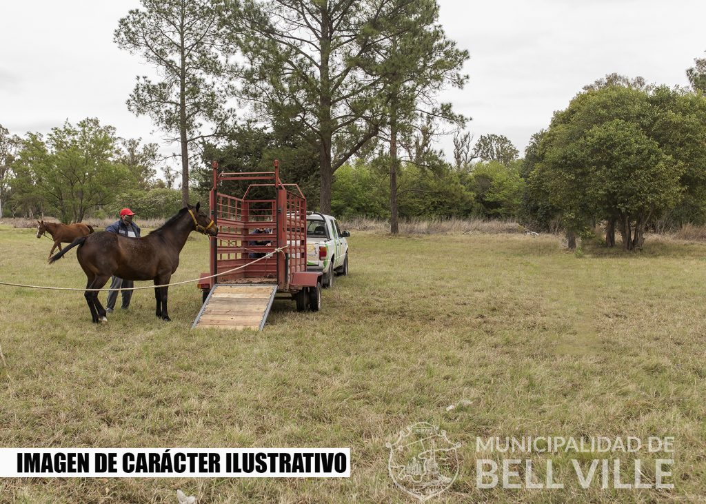 Desde la nueva Ordenanza se rescataron 46 caballos de la vía pública