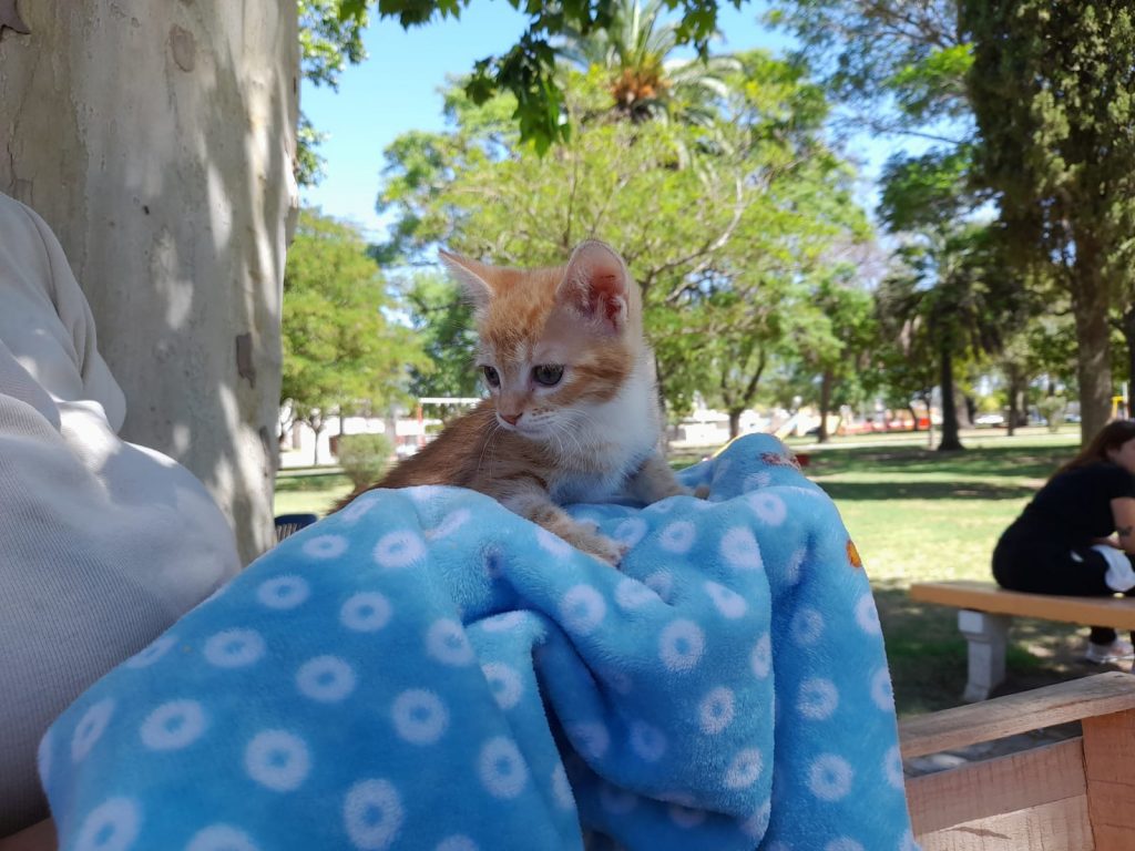 El lunes se entregan los turnos de marzo para el servicio gratuito de castración de animales