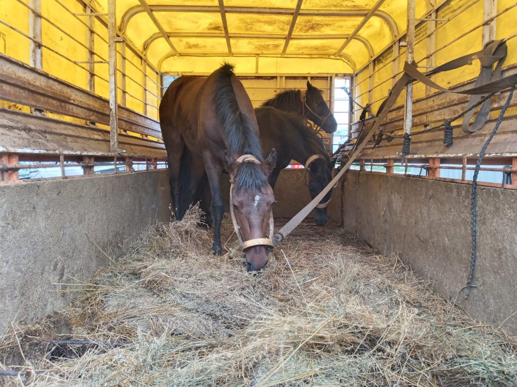 Se recuperaron tres equinos sueltos en la vía pública