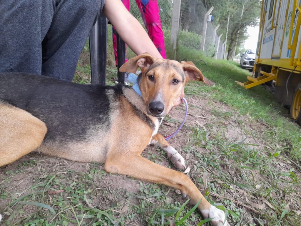 El castrador móvil de animales se hizo presente en el Centro Vecinal Solares del Tercero