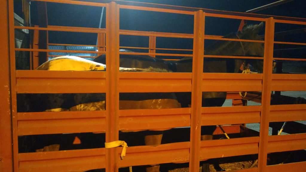 Otros dos caballos fueron rescatados de la vía pública.