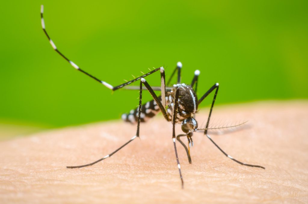 La Municipalidad efectúa controles permanentes sobre mosquitos portadores del dengue.