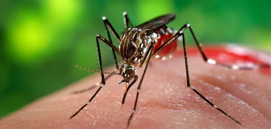 Pasos simples para evitar que el mosquito del dengue forme parte de tu hogar