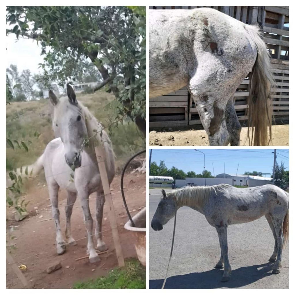 Luego de tanto sufrimiento, Morita disfruta de su nuevo hogar y de muy buena salud