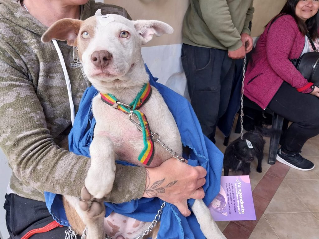 En el Castrador Móvil se practicaron en 3 días, 41 cirugías de perros y gatos