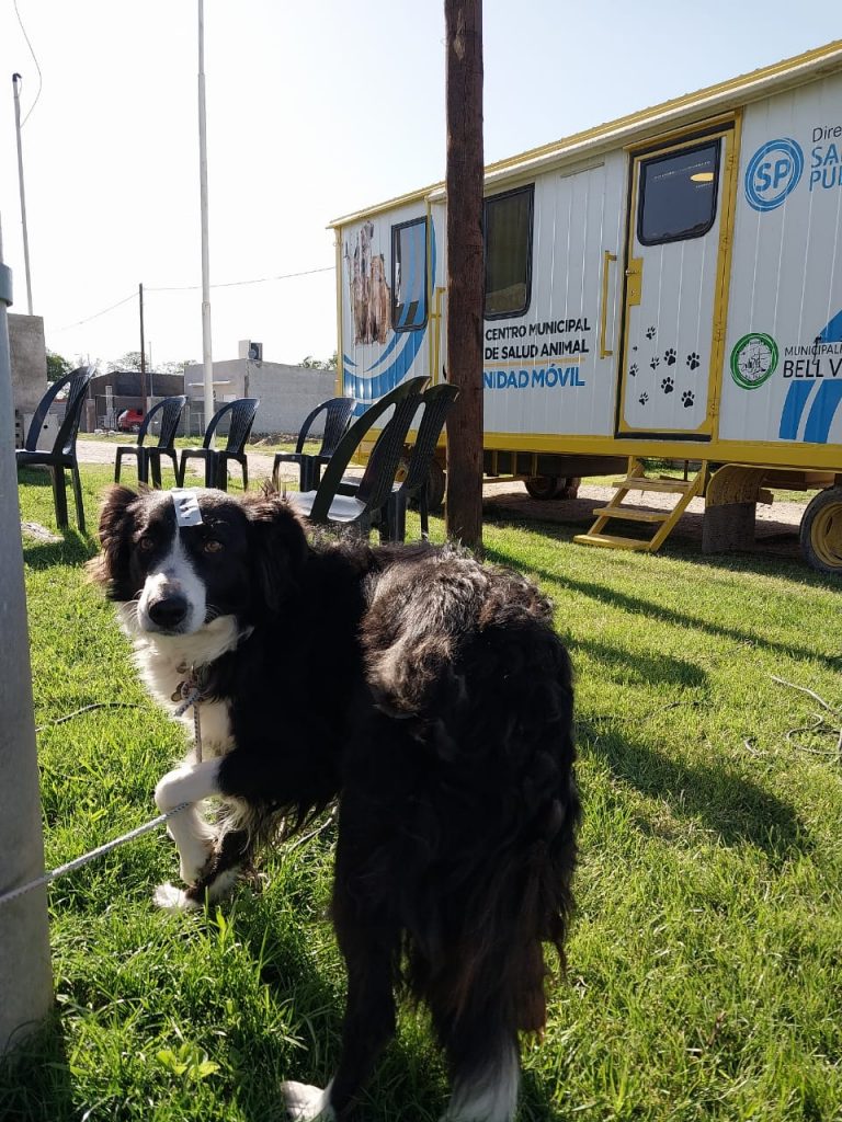 Otras 36 cirugías se sumaron la pasada semana al trabajo del Castrador Móvil de perros y gatos