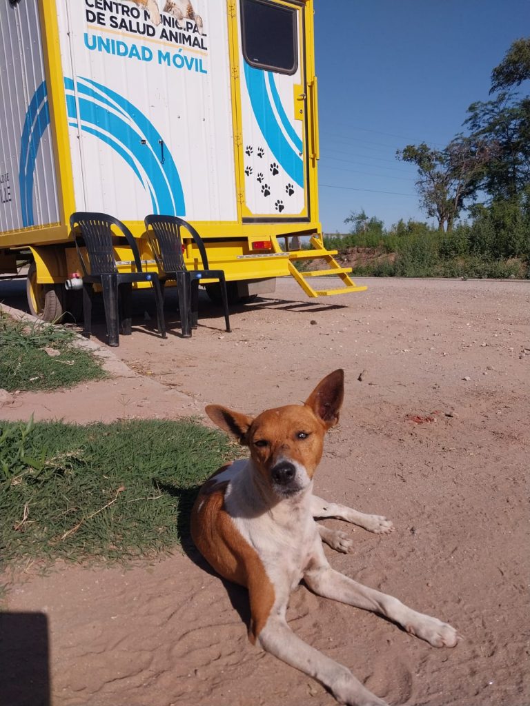La pasada semana el castrador móvil llevó a cabo 26 cirugías entre perros y gatos
