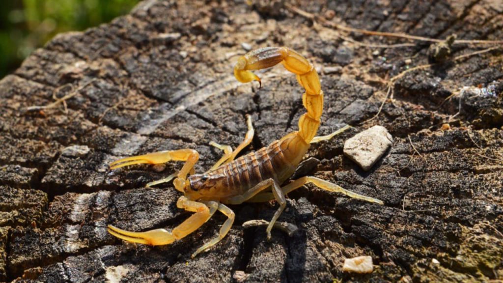 Cómo evitar la presencia de alacranes en las viviendas
