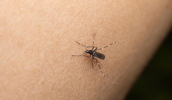 El mosquito transmisor del Dengue, no se cría en charcos sino en recipientes con agua en las propias viviendas