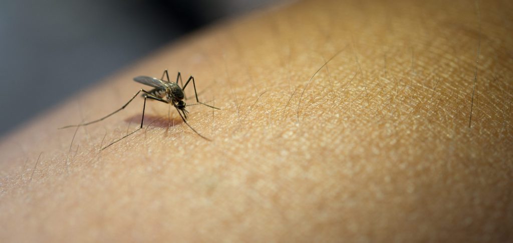 La Organización Panamericana de la Salud lanzó una alerta epidemiológica por el dengue
